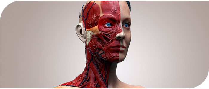 AMWC pre-course anatomy